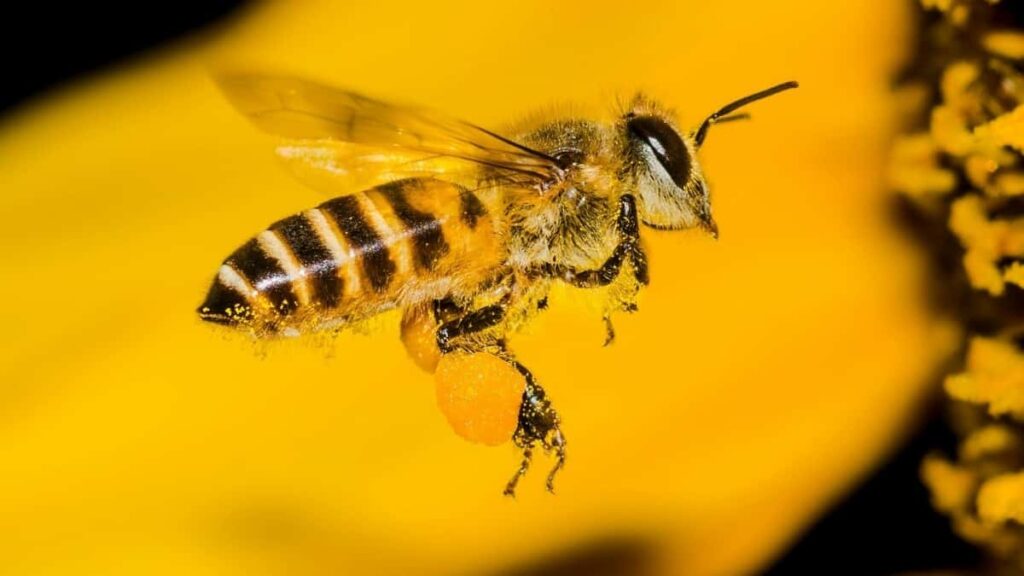 Miten Pinterestin vaikuttajat Suomessa tekevät brändiyhteistyötä