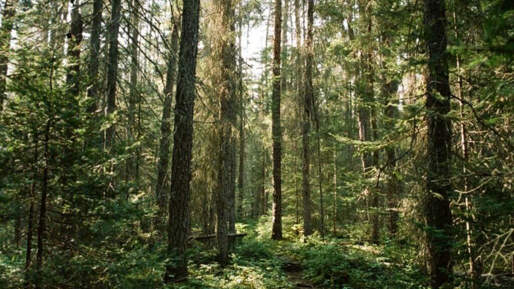 Miten LinkedIn vaikuttajat Suomessa tekevät brändiyhteistyötä Intian kanssa