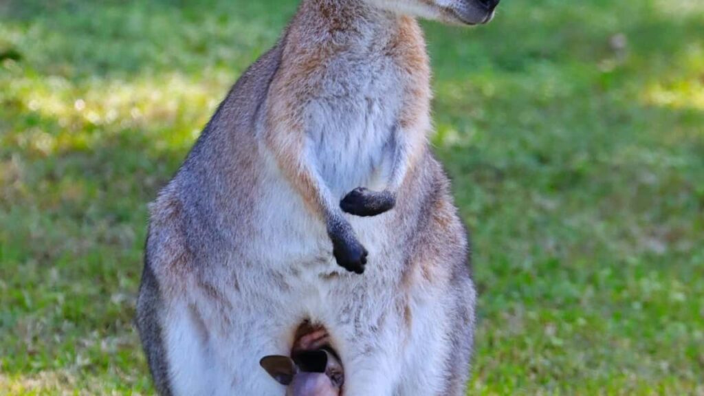 Miten LinkedIn vaikuttajat Suomessa tekevät brändiyhteistyötä Ranskan kanssa
