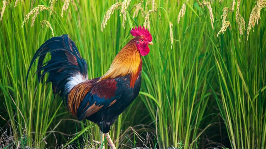 Kaytannon opas suomalaisbrandeille: miten loytaa, valita ja mitata Intian YouTubeluojia livelahetyksiin sisaltaa tyokalut, sopimusvinkit ja tekniset vaihtoehdot.