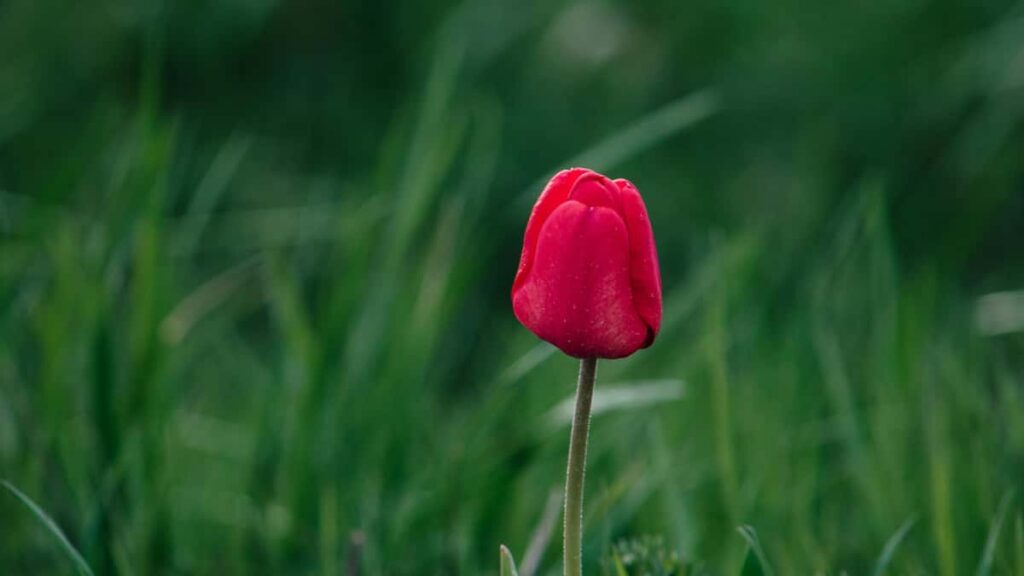 Kaytannon opas suomalaiselle mainostajalle: miten loytaa Meksikon vkontaktesisallontuottajia ja kasvattaa matkakohteen nakyvyytta.
