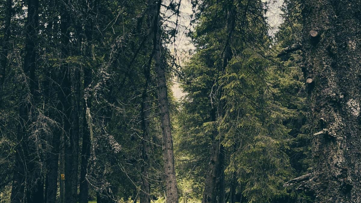 Suomalainen opas: tavoita Perun brändit Twitchissä — nopea playbook