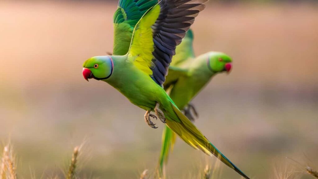 Konkreettinen opas suomalaisille mainostajille: mista loytaa saksalaisia Etsy-luovia, miten valita oikea tekija ja parantaa brandin tunnetta kaytannossa.