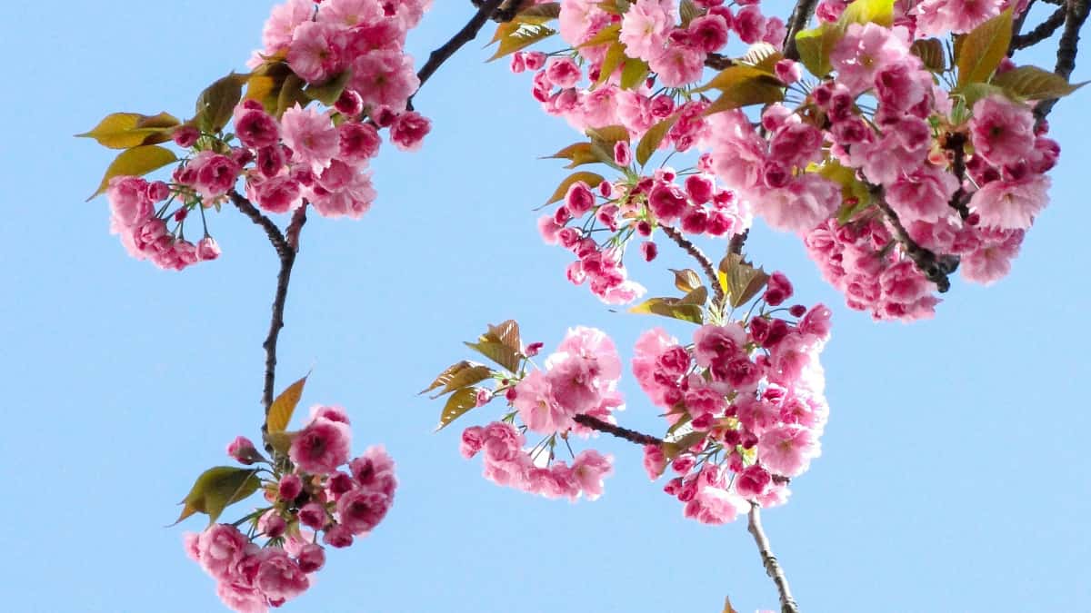 Markkinoijat: Löydä Latvian Xiaohongshu‑luovat tekijät sesonkitarjouksiin