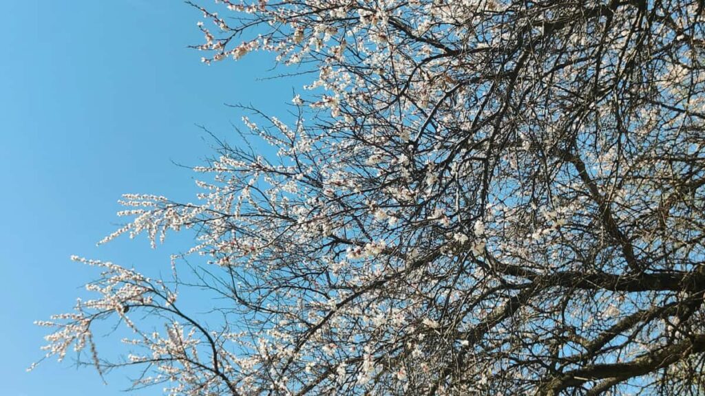 Kaytannon opas suomalaismainostajille: miten loytaa ja hyodyntaa Uuden-Seelannin OnlyFans-kreaitoreita verkkokaupan myynnin kasvattamiseen.