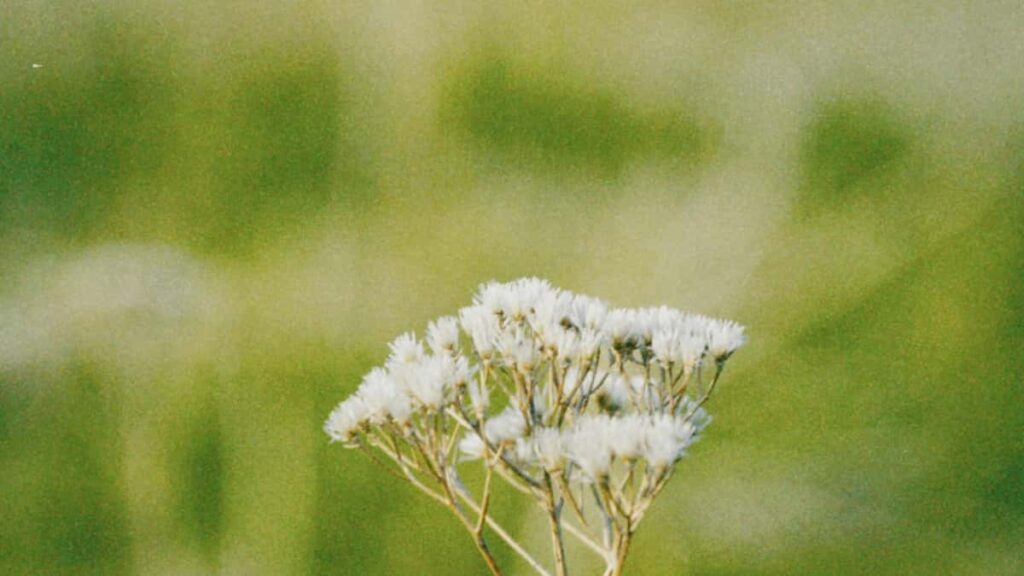 Kaytannon opas suomalaisille luojille: miten lahestya kanadalaisia brandeja Kuaishou'ssa ja saada tuloksia arvonnoilla.