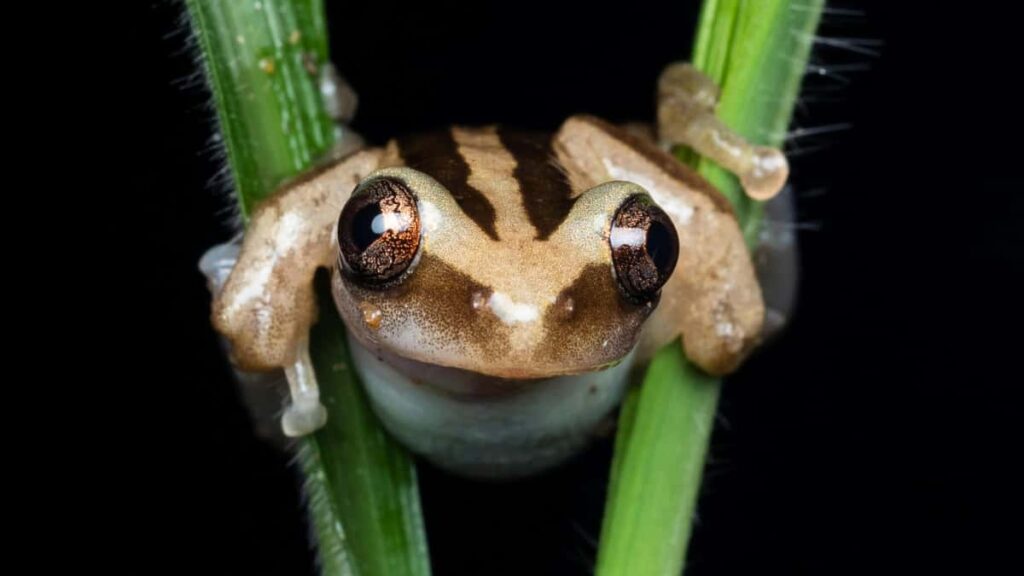 Konkreettinen opas suomalaisluojille: miten loytaa ja pitchata Dominikaanisen tasavallan brandeja Bilibilissa, rakentaa tyyliyhteistoita ja minimoida riskit.