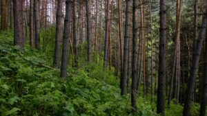 Kaytannon opas suomalaisille micro-luojille: miten loytaa, lahestya ja solmia micro creator -seeding-yhteistyo Kyproksen brandien kanssa Bilibilissa.