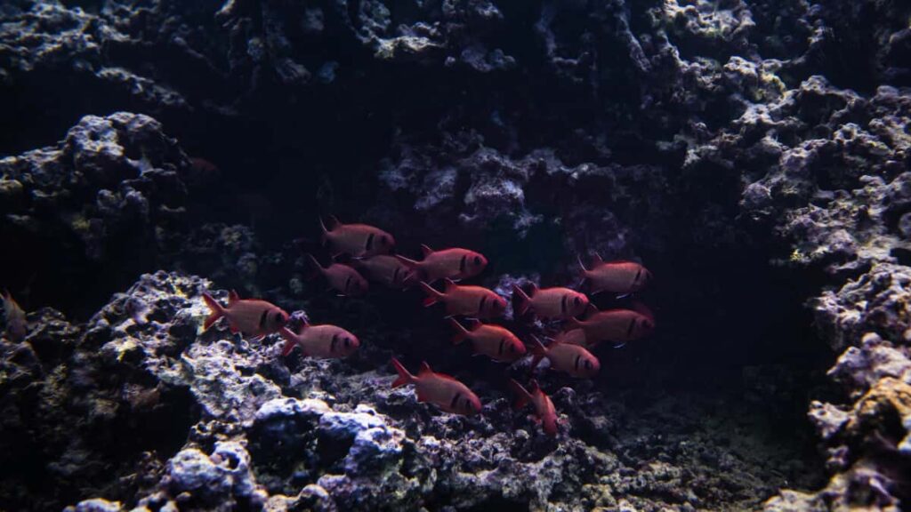 Kaytannon opas suomalaisille mainostajille: miten loytaa ja valita Portugalin Lazadaluojia kausimyynteihin, sisaltaen datalahtoisia taktiikoita, esimerkit ja yhteistyomallit.