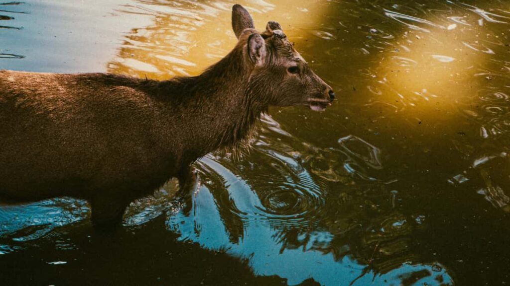 Kaytannon opas suomalaiselle sisallontuottajalle: miten loytaa ja lahestya filippiinilaisia brandeja Roposossa yhteistyohon tuottavuusoppaita varten.